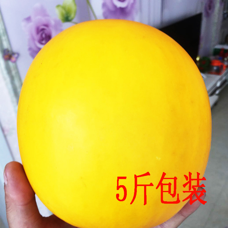 甜瓜甘肃黄河蜜瓜黄金蜜瓜金红宝现摘现发5斤包装包邮在类目 水产肉类/新鲜蔬果/熟食, 新鲜水果, 甜瓜中 - 来自Buy2taobao.com提供专业的淘宝代购服务