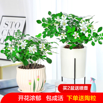 九里香盆栽室内老桩浓香型四季带花苞办公室桌面植物盆景绿植花卉