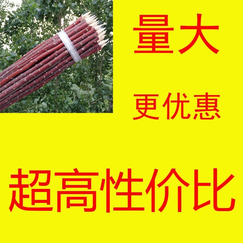 红柳签子500根红柳烤肉签子30 35 40 50cm红柳木枝烧烤新疆羊肉串|msdalam kategori luar/Mountaineer/Camping/Aksesori perjalanan, dapur/pinggan mangkuk/bekalan barbeku berkelah, lain - dari Buy2taobao.com untuk memberikan perkhidmatan ejen Taobao profesional membeli