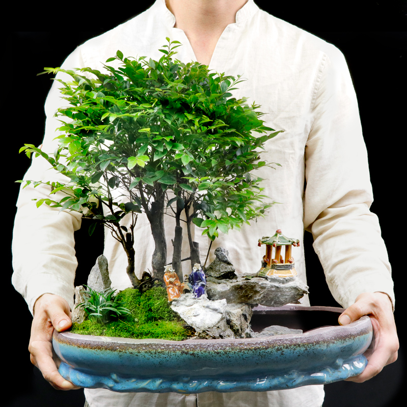 小叶紫檀大型山水盆景客厅庭院绿植树桩假山盆景黑骨茶四季常青|ruв категории доставка цветов/цветок моделирования/растения садоводства, цветок/растения в горшках (новый), растения - от Buy2taobao.com для оказания профессиональной услуги покупки агента Taobao