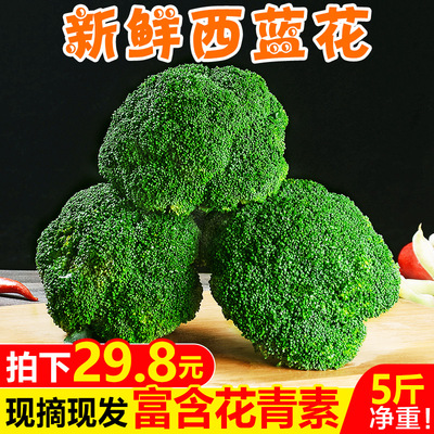 【现摘现发】山东新鲜西兰花5斤青花菜绿花菜西蓝花农家蔬菜包邮