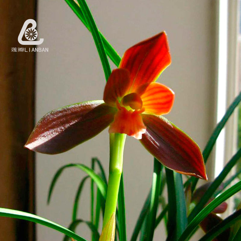 红河红兰花云南豆瓣兰名品原生种红色兰花转色花桌面绿植盆栽|ruв категории доставка цветов/цветок моделирования/растения садоводства, цветок/растения в горшках (новый), цветок - от Buy2taobao.com для оказания профессиональной услуги покупки агента Taobao