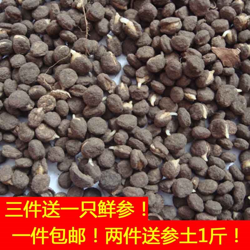 人参种子 东北长白山人参种野山参种子催芽包邮人参苗炸口在类目 传统滋补营养品, 参类滋补品, 人参/园参中 - 来自Buy2taobao.com提供专业的淘宝代购服务