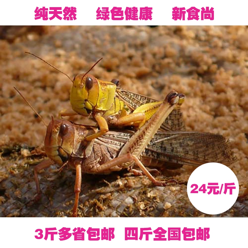 Special Offer Locust fresh Oriental Migratory Locust Grasshopper Locust living thing Quick-freeze Pets 4 whole countryin the Agri rice/Dried foods/Condiment , Other food category - from Buy2taobao.com to provide professional Taobao agent buy service