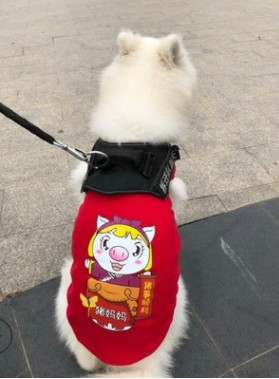 大型犬夏季狗狗衣服泰迪阿拉斯加幼犬金毛拉布拉多大狗背心薄款夏在類目 寵物/寵物食品及用品, 寵物服飾及配件, 寵物服裝/雨衣中 - 來自Buy2taobao.com提供專業的淘寶代購服務