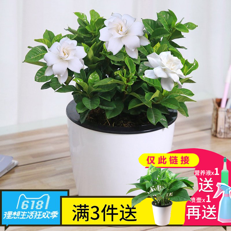 发财树栀子花室内盆栽懒人植物盆栽白掌招财手鸿运当头铁兰绿植在类目 鲜花速递/花卉仿真/绿植园艺, 花卉/绿植盆栽(新), 绿植中 - 来自Buy2taobao.com提供专业的淘宝代购服务
