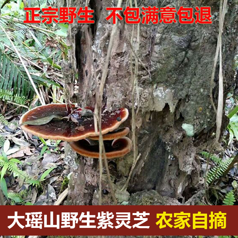 Wild Lingzhi Guangxi Kim Soo Dayao wild Purple fungus Nyingchi section 250 gramin the Traditional nourishing food , Ganoderma , Pruning Ganoderma category - from Buy2taobao.com to provide professional Taobao agent buy service