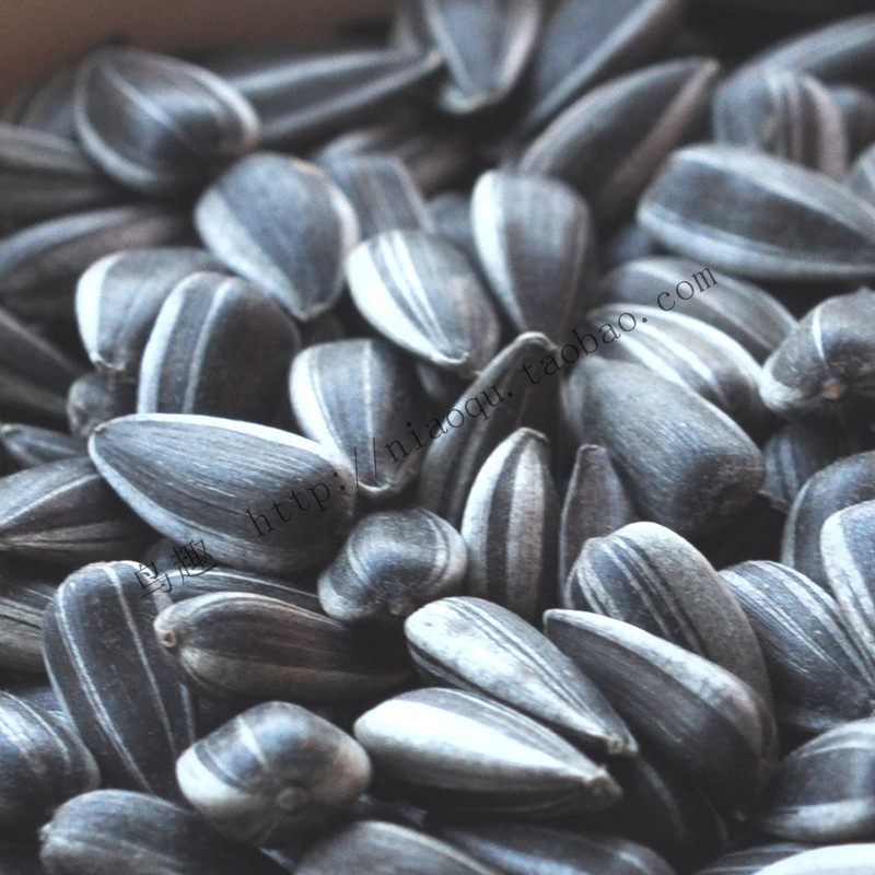 Small particles Black melon seed SUNFLOWER parrot foodstuff Bird food birdseed Raw seeds 2500g 5 cattiesin the Pet/Pet food and supplies , Birds and supplies , Bird food category - from Buy2taobao.com to provide professional Taobao agent buy service