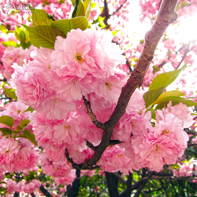 Bloom Seedlings Cherry seedlings Guan Shan courtyard flowers and plants Botany South North plant Cold-resistant Japanese cherry Saplingin the Flower delivery/Flowers simulation/Plants gardening , Garden Plants/Trees/Fruit tree, Trees/Arbor category - from Buy2taobao.com to provide professional Taobao agent buy service