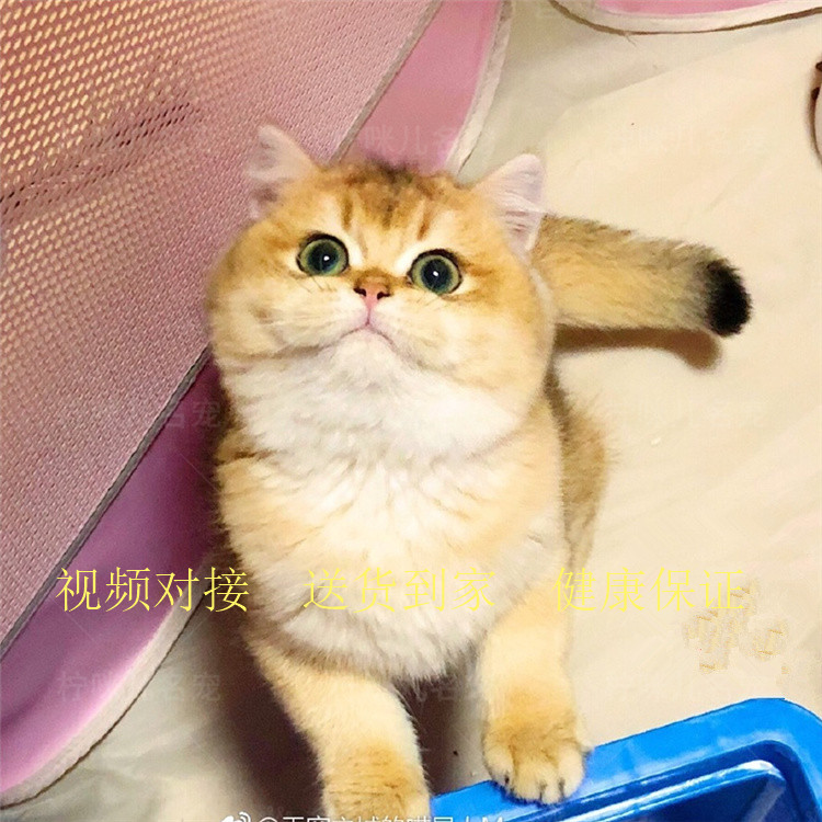 英短银渐层活体宠物猫金渐层金渐层活体银渐层幼猫活体银渐层折耳|ruв категории животное/Животное питание и принадлежностей, кошка - от Buy2taobao.com для оказания профессиональной услуги покупки агента Taobao