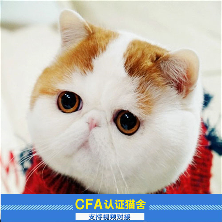 宠物猫咪蓝猫活体 英短蓝猫加菲猫波斯猫折耳猫蓝白英短美短幼猫|msdalam kategori haiwan peliharaan/makanan haiwan dan bekalan, Kitty - dari Buy2taobao.com untuk memberikan perkhidmatan ejen Taobao profesional membeli