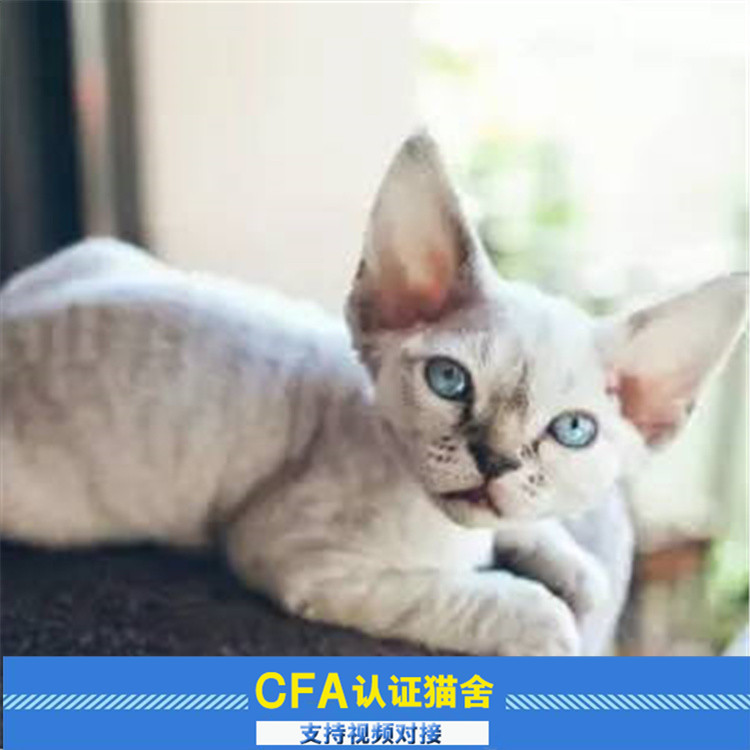 德文卷毛猫纯种活体蓝眼精灵耳宠物猫实体猫舍上门挑选|ruв категории животное/Животное питание и принадлежностей, кошка - от Buy2taobao.com для оказания профессиональной услуги покупки агента Taobao