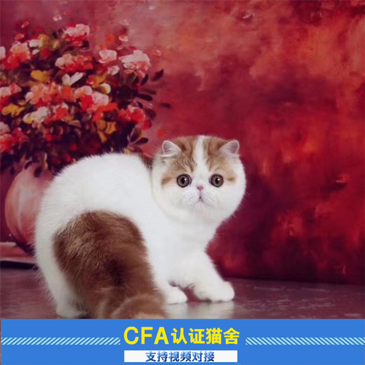 加菲猫 红小胖 加菲净梵 大脸猫 cfa双血统宠物猫活体幼猫红白梵在类目 宠物/宠物食品及用品, 猫咪中 - 来自Buy2taobao.com提供专业的淘宝代购服务