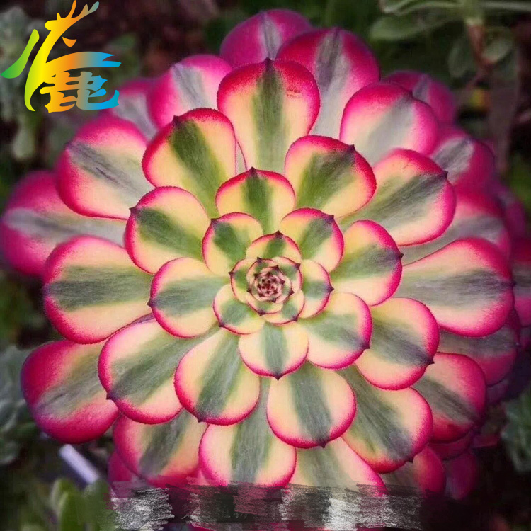 6.15 小鹿园艺多肉植物 271-275|ruв категории доставка цветов/цветок моделирования/растения садоводства, цветок/растения в горшках (новый), Суккуленты - от Buy2taobao.com для оказания профессиональной услуги покупки агента Taobao