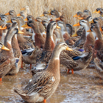 湖州农家散养老鸭子整只冷冻白条鸭土鸭新鲜现杀麻鸭肉汤材料生