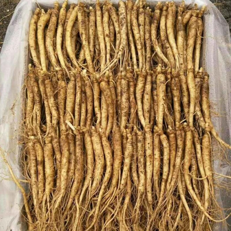 Changbai ginseng Fresh ginseng Mountain Soup Northeast Paojiu Fresh keeping ginseng ginseng Fresh ginsengin the Traditional nourishing food , Ginseng tonic , Ginseng/Garden ginseng category - from Buy2taobao.com to provide professional Taobao agent buy service