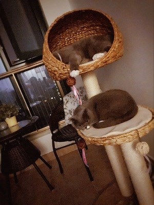 Kitty Toys Cat litter Cat Tree solid wood Cats rack Cat tree Rattan Climbing frame Cat scratch post Cats rack Cat jumpingin the Pet/Pet food and supplies , Cat/Dog Toys , Cat Tree category - from Buy2taobao.com to provide professional Taobao agent buy service