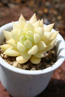 花之舞 玉坠多肉植物日本进口多肉植物 大玉坠 羊脂玉透明色盆栽|msdalam kategori penghantaran bunga/bunga simulasi/tumbuhan berkebun, bunga/Tumbuh-tumbuhan tumbuh-tumbuhan pasu (baru), succulents - dari Buy2taobao.com untuk memberikan perkhidmatan ejen Taobao profesional membeli