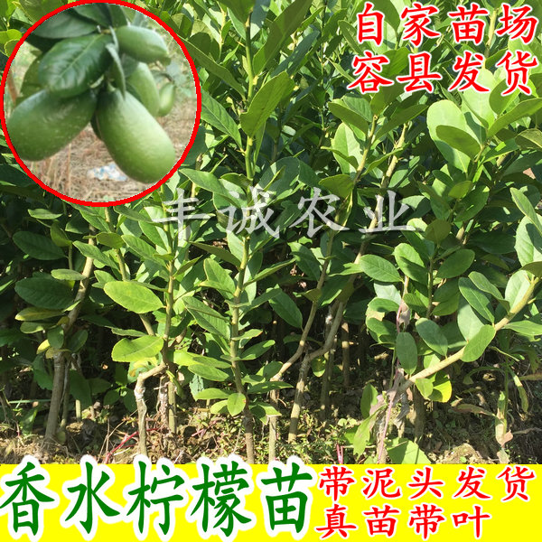 Perfume of lemon seedlings Four seasons Perfume lemon Sapling Taiwan Lime Perfume lemon Sapling lemonin the Flower delivery/Flowers simulation/Plants gardening , Garden Plants/Trees/Fruit tree, Fruit tree category - from Buy2taobao.com to provide professional Taobao agent buy service