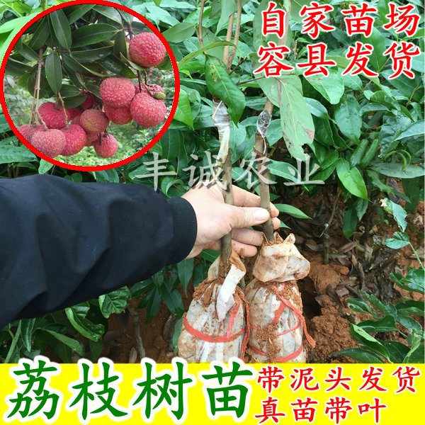 荔枝树苗 嫁接荔枝苗 妃子笑 桂味荔枝 无核荔枝苗南北方种植果树|msdalam kategori penghantaran bunga/bunga simulasi/tumbuhan berkebun, 花园植物/行道树/果树, 果树 - dari Buy2taobao.com untuk memberikan perkhidmatan ejen Taobao profesional membeli