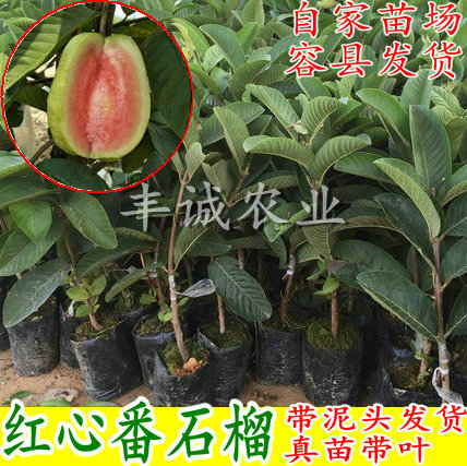 红心番石榴苗 红宝石番石榴苗 西瓜芭乐 红肉番石榴四季番石榴|msdalam kategori penghantaran bunga/bunga simulasi/tumbuhan berkebun, 花园植物/行道树/果树, 果树 - dari Buy2taobao.com untuk memberikan perkhidmatan ejen Taobao profesional membeli