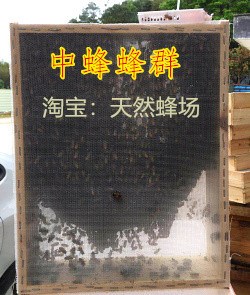 带王蜂群 笼蜂中蜂笼蜂 土蜂 中蜂蜂群 蜜蜂群 中蜂种群 活体野生在类目 宠物/宠物食品及用品, 其它宠物, 其它宠物中 - 来自Buy2taobao.com提供专业的淘宝代购服务