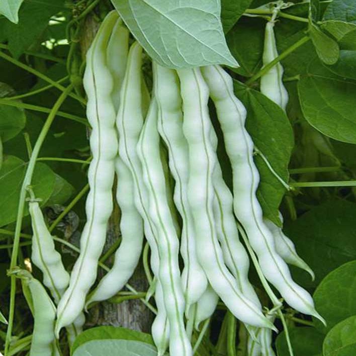 Support Beans Beans White kidney beans White kidney beans seed Ota Four seasons Vegetables seedin the Agricultural goods , Seed/Seedlings , Vegetable Seeds category - from Buy2taobao.com to provide professional Taobao agent buy service
