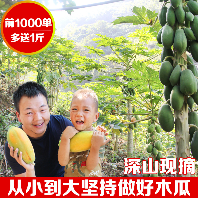 Hainan specialty Red milk Papaya 10 fresh Season pregnant woman fruit Peel Papaya wholesalein the Aquatic meat/Fresh fruits and vegetables/Cooked , Fresh fruit , Papaya category - from Buy2taobao.com to provide professional Taobao agent buy service