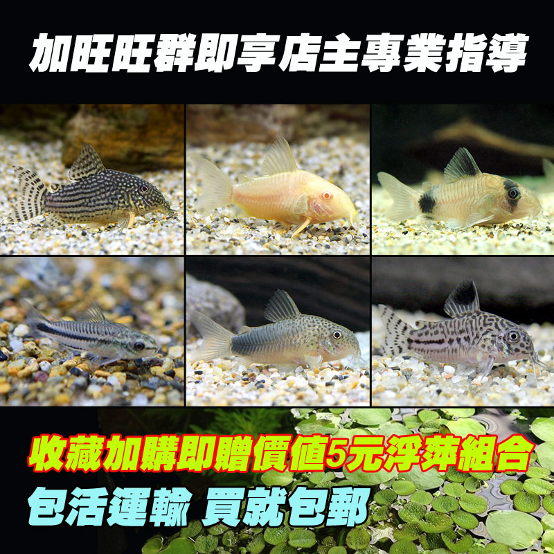 小型淡水底栖工具鱼老鼠鱼活体 熊猫鼠咖啡鼠清道夫鱼清洁残饵在类目 宠物/宠物食品及用品, 水族世界, 鱼中 - 来自Buy2taobao.com提供专业的淘宝代购服务