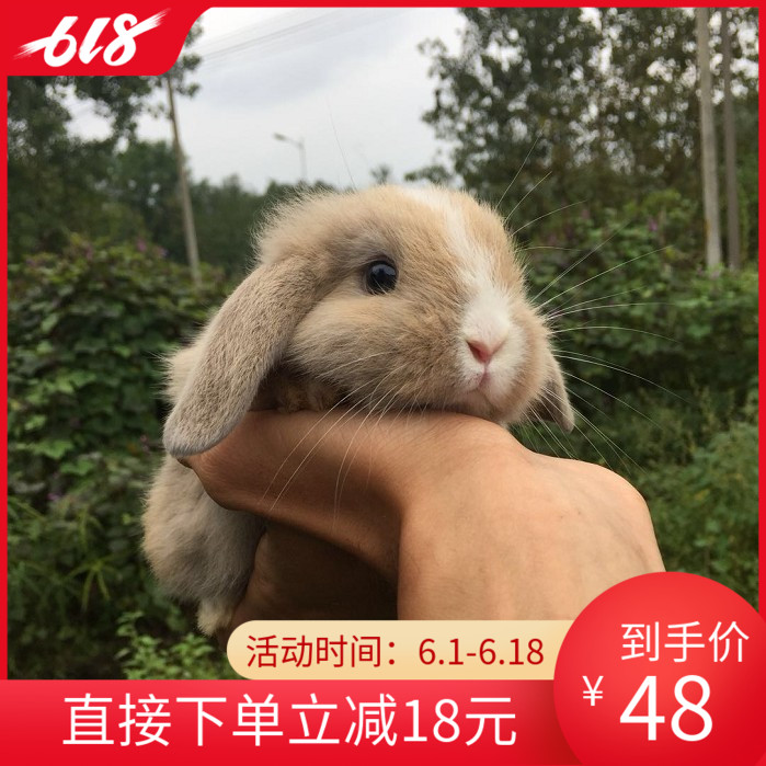 侏儒兔小動物活體貓貓兔寵物兔活兔子垂耳兔活體純種長不大垂耳朵在類目 寵物/寵物食品及用品, 兔類及其用品, 兔中 - 來自Buy2taobao.com提供專業的淘寶代購服務