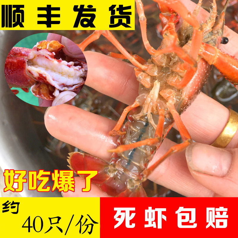 CCTV播《信用中国》合作企业 清塘湖畔鲜活小龙虾新鲜活体两虾3斤在类目 水产肉类/新鲜蔬果/熟食, 海鲜/水产品/制品, 虾类, 活虾中 - 来自Buy2taobao.com提供专业的淘宝代购服务