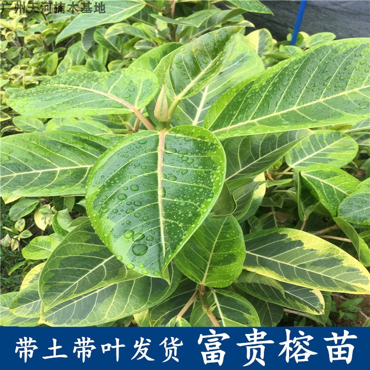 富贵榕盆栽 花叶富贵榕盆栽 盆景室内观赏 斑叶高山榕盆栽地栽在类目 鲜花速递/花卉仿真/绿植园艺, 花园植物/行道树/果树, 行道树/乔木中 - 来自Buy2taobao.com提供专业的淘宝代购服务