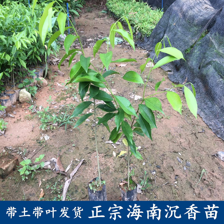 名贵苗木 正宗海南沉香树苗 正宗沉香树苗 土沉香苗 沉香苗珍贵苗在类目 鲜花速递/花卉仿真/绿植园艺, 花园植物/行道树/果树, 行道树/乔木中 - 来自Buy2taobao.com提供专业的淘宝代购服务