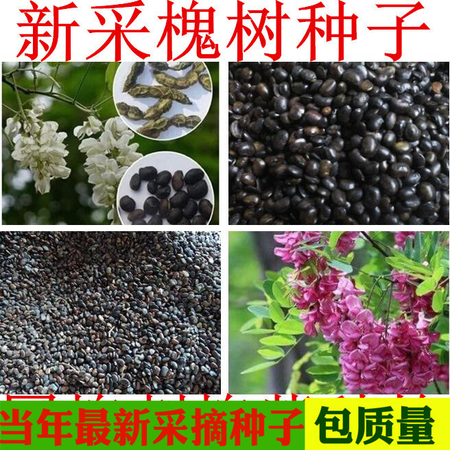 新采国槐种子 速生国槐种子黄花槐 红花槐 刺槐 洋槐紫穗槐树种子|msdalam kategori peralatan pejabat/Supplies/Perkhidmatan yang berkaitan, Packaging Equipment/Tanda-tanda dan bekalan, beg Parcel/beg - dari Buy2taobao.com untuk memberikan perkhidmatan ejen Taobao profesional membeli