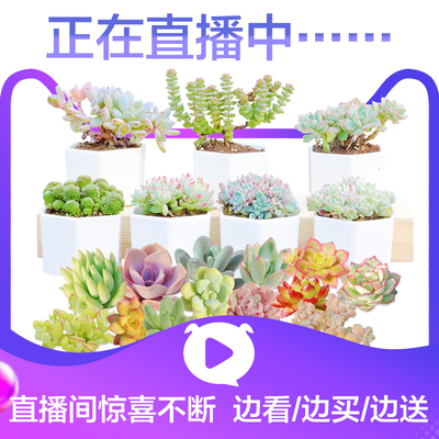 【直播】 春芳园艺多肉植物组合盆栽边看边买一物一拍多肉批发2