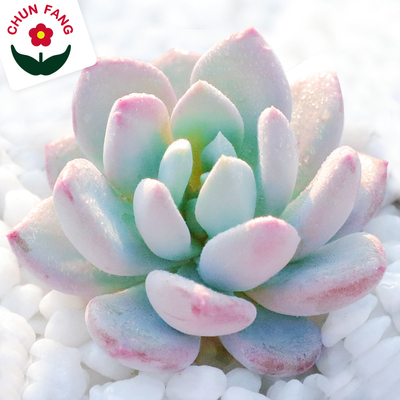 多肉植物红卷叶抗辐射净化空气绿植阳台办公室组合盆栽手工园艺