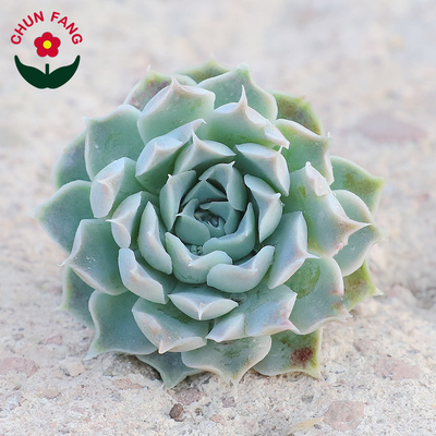 多肉植物财路单头室内盆栽办公室阳台绿植净化空气组合盆栽满包邮