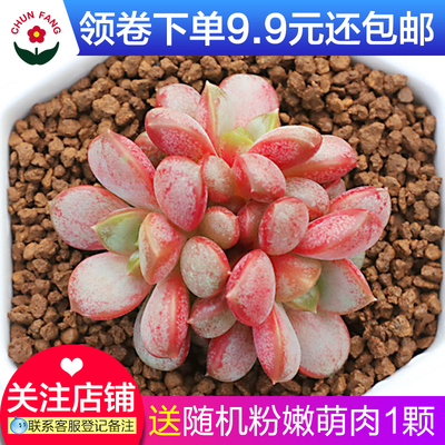 红葡萄多肉植物组合盆栽绿植花卉肉肉批发肉嘟嘟室内多肉9.9包邮