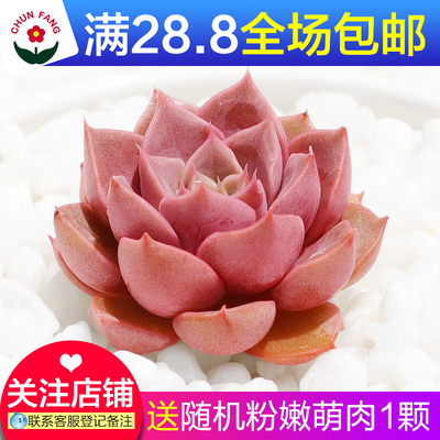 多肉植物浪漫玫瑰夫人办公室阳台净化空气绿植园艺新手组合小盆栽