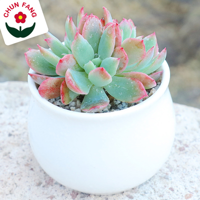 绮罗稀有多肉植物组合小盆栽肉嘟嘟室内肉肉批发清仓萌萌多肉群生