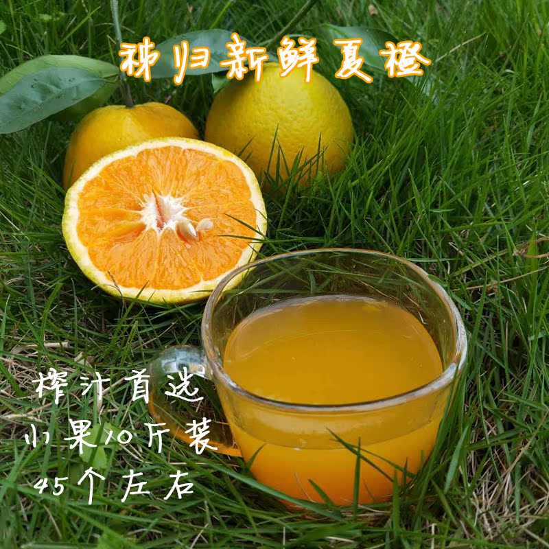 Zigui Valencia Small fruit 10 fresh Season Sweet and sour pregnant woman fruit Hand stripping Juicing Orangein the Aquatic meat/Fresh fruits and vegetables/Cooked , Fresh fruit , Orange category - from Buy2taobao.com to provide professional Taobao agent buy service