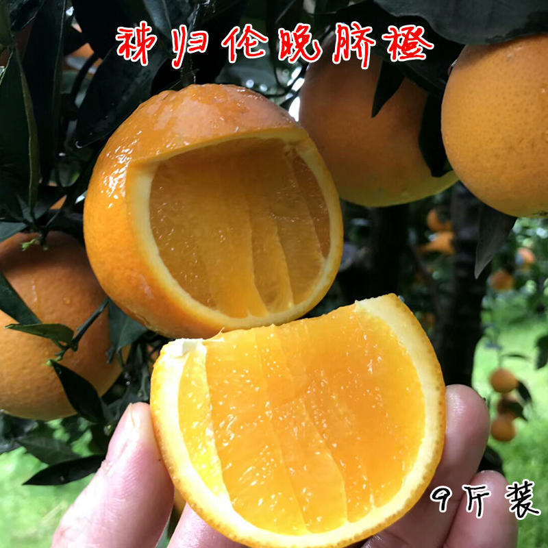 正宗秭归春橙伦晚脐橙10斤爆汁甜橙现摘当季时令新鲜橙子孕妇宝宝在类目 水产肉类/新鲜蔬果/熟食, 新鲜水果, 橙中 - 来自Buy2taobao.com提供专业的淘宝代购服务