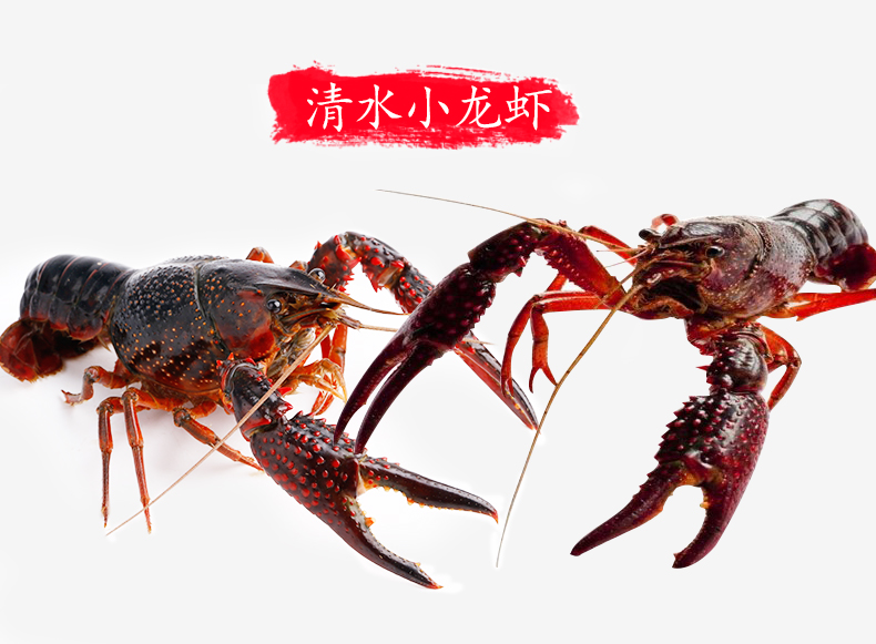 兰州老李海鲜 鲜活小龙虾(特大号龙虾一只一两左右)在类目 水产肉类/新鲜蔬果/熟食, 海鲜/水产品/制品, 虾类, 虾类制品中 - 来自Buy2taobao.com提供专业的淘宝代购服务