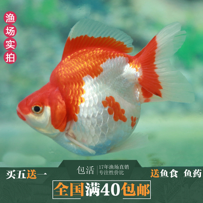 金鱼 活体观赏鱼 /精品长尾高背红白鎏金/ 水族宠物 招财鱼小金鱼