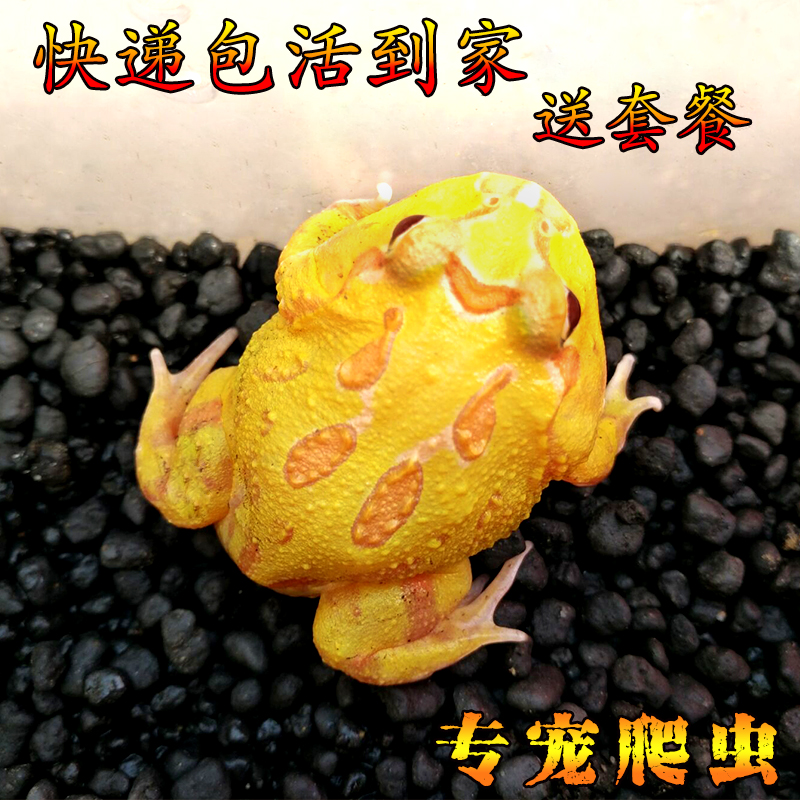 角蛙活体黄金角蛙宠物蛙观赏蛙薄荷招财蛙宠物青蛙宠物绿角蛙在类目 宠物/宠物食品及用品, 爬虫/鸣虫及其用品, 爬虫/鸣虫用具中 - 来自Buy2taobao.com提供专业的淘宝代购服务