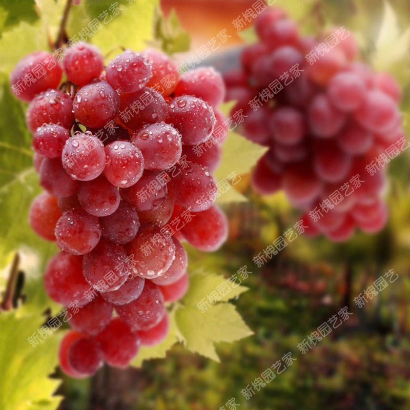 Grape seedlings Potted plant North and South plant Climbing Then Result Grape Fruit tree seedlings courtyard balconyin the Flower delivery/Flowers simulation/Plants gardening , Garden Plants/Trees/Fruit tree, Fruit tree category - from Buy2taobao.com to provide professional Taobao agent buy service