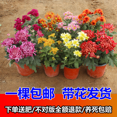 盆栽菊花苗带花苞 荷兰菊四季开花 室内花卉植物九月菊秋菊美人菊
