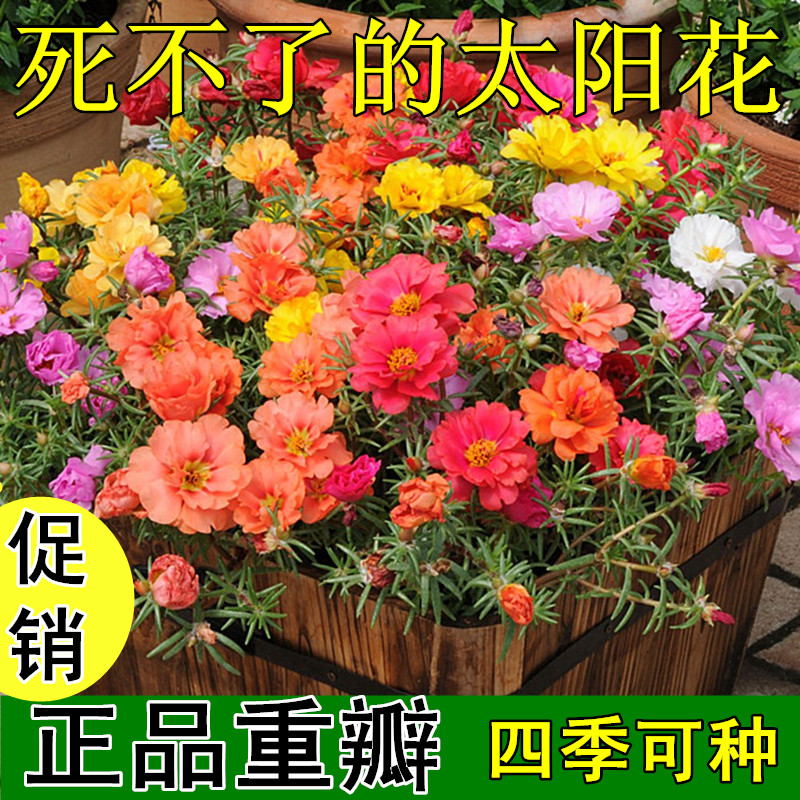 混色大花重瓣太阳花种子松叶牡丹花种子死不了种子阳台盆栽四季播在类目 鲜花速递/花卉仿真/绿植园艺, 花卉/蔬果/草坪种子(新), 家庭园艺种子中 - 来自Buy2taobao.com提供专业的淘宝代购服务