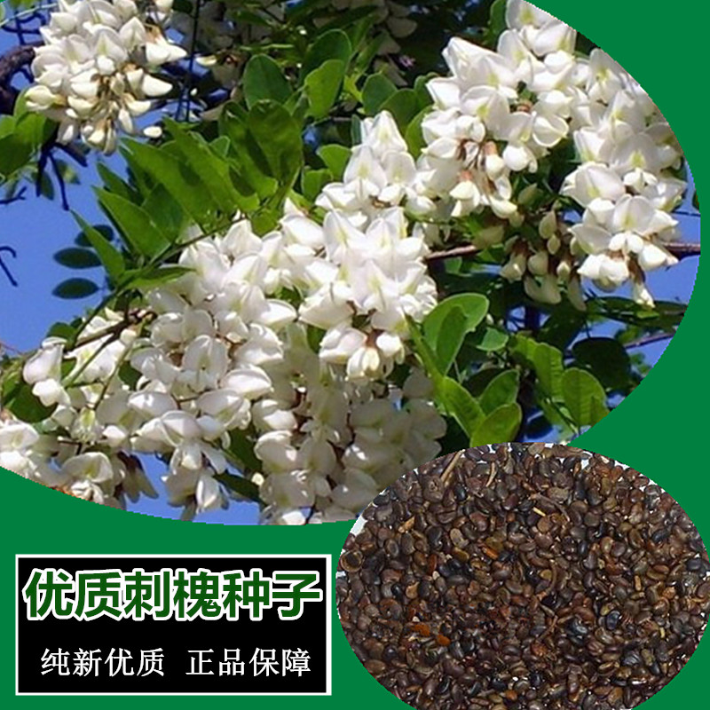 包邮优质刺槐种子洋槐树种子 白花槐树种子专业林木种子在类目 鲜花速递/花卉仿真/绿植园艺, 花卉/蔬果/草坪种子(新), 家庭园艺种子中 - 来自Buy2taobao.com提供专业的淘宝代购服务