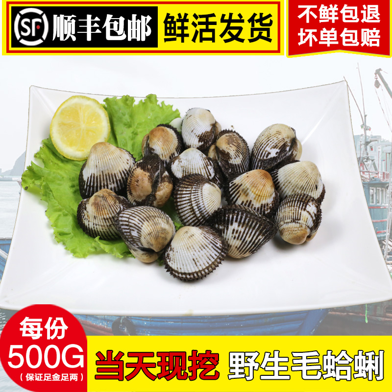 Clams Fresh Seafood Aquatic products Venerupis philippinarum Fresh Venerupis philippinarum Seafood Kerang Clam Fresh Maogeliin the Aquatic meat/Fresh fruits and vegetables/Cooked , Seafood/Aquatic/Product , Shellfish , Shellfish Products category - from Buy2taobao.com to provide professional Taobao agent buy service